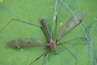 Tipula fulvipennis