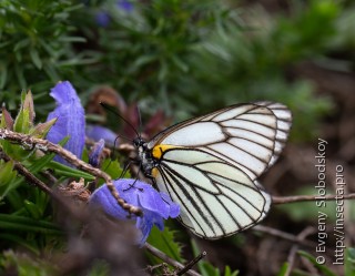 Aporia hippia