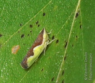 Platymetopius undatus