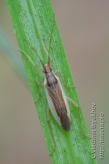 Stenodema holsata