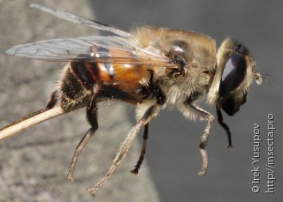 Eristalis tenax