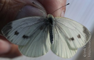 Pieris napi