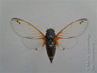 Cicadetta concinna