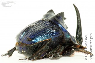 Coprophanaeus lancifer