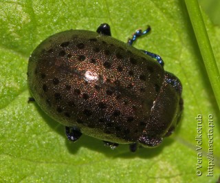 Lithopteroides