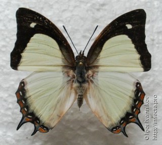 Polyura jalysus