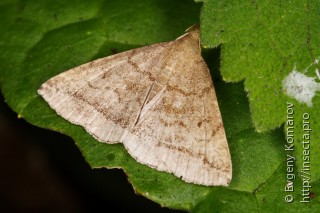 Zanclognatha lunalis