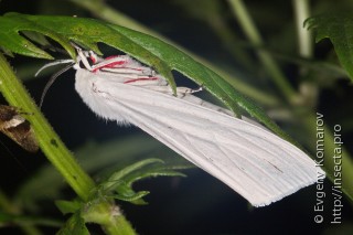 Chionarctia nivea