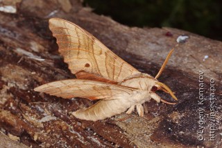 Marumba sperchius