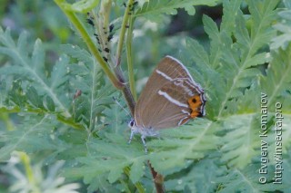 Neozephyrus japonicus