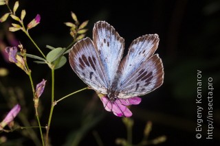 Phengaris arionides