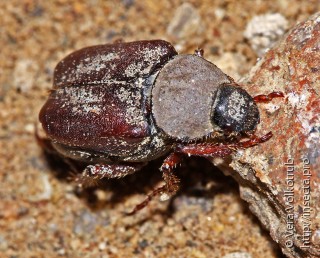 Ectinohoplia rufipes