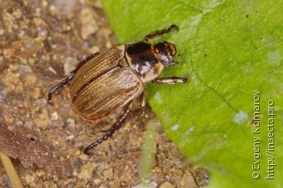 Exomala pallidipennis