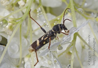 Cyrtoclytus capra