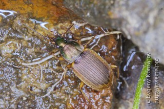 Имаго  Chlaenius circumductus