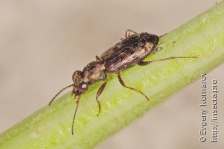 Asaphidion semilucidum