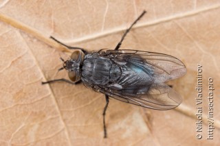 Calliphora vicina