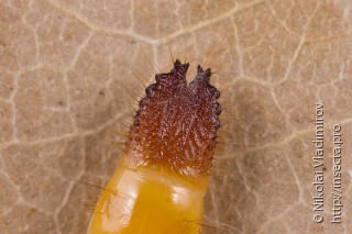 Elateridae