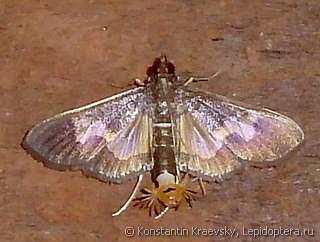 Diaphania nitidalis