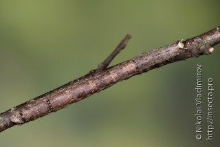 Angerona prunaria