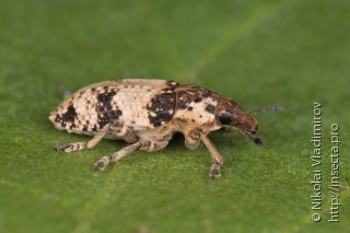 Bothynoderes affinis