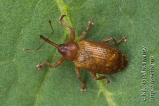 Dorytomus tortrix