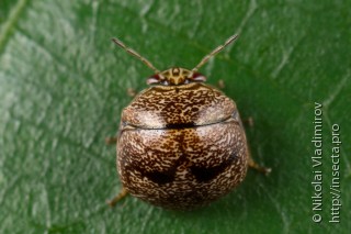 Plataspididae
