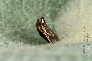 Phyllonorycter dubitella