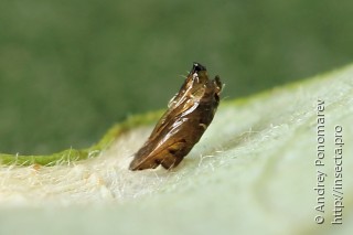 Phyllonorycter dubitella