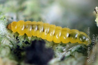 Phyllonorycter emberizaepenella