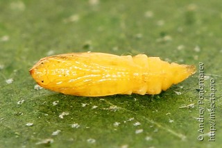 Phyllonorycter emberizaepenella