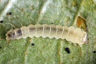 Phyllonorycter strigulatella