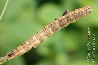 Lygephila craccae