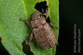 Имаго  Adoretus compressus