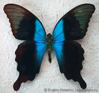 Имаго  Papilio peranthus