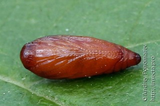 Mirificarma cytisella