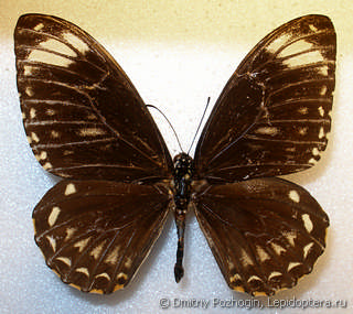Самец  Papilio clytia