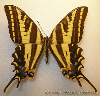 Самец  Papilio pilumnus