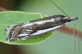 Crambus alienellus