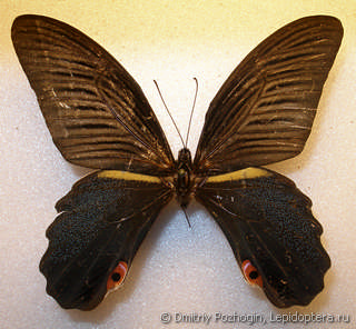 Самец  Papilio protenor