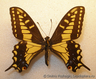 Самец  Papilio zelicaon