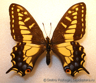 Самка  Papilio zelicaon