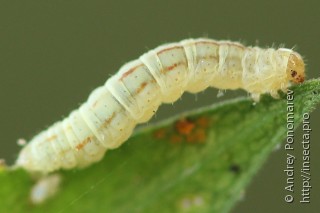 Eupithecia plumbeolata