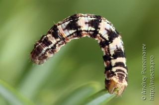 Eupithecia pusillata
