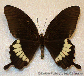 Самец  Papilio hipponous