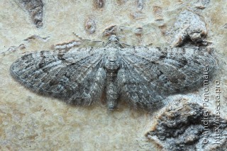 Eupithecia pusillata