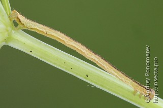 Eupithecia subumbrata