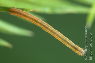 Eupithecia tantillaria