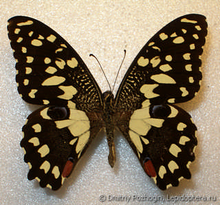 Самец  Papilio demoleus