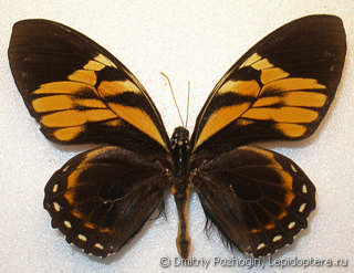 Самец  Papilio zagreus